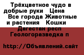 Трёхцветное чудо в добрые руки › Цена ­ 100 - Все города Животные и растения » Кошки   . Дагестан респ.,Геологоразведка п.